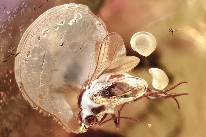 Detailed Fossil Long-Legged Fly (Dolichopodidae) in Baltic Amber #381508